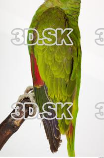 Amazon white-fronted - Amazona albifrons 0013